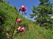 72 Lilium martagon (Giglio martagone) sul sentiero